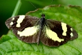 PIERIDAE, Dismorphia medora